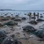nearly-150-turtles-washed-ashore-on-a-canadian-lake-but-scientists-found-the-real-killer-hiding-in-a.avif