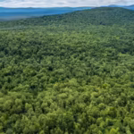 new-england-had-almost-completely-lost-its-forests-by-the-1800s-after-centuries-of-logging-then-natu.avif