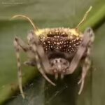 new-species-of-spider.jpg