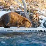north-american-beavers-began-colonising-parts-of-arctic-in-2008-getty-images.jpg
