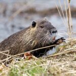 nutria-the-illegal-immigrantsbrbr.jpg