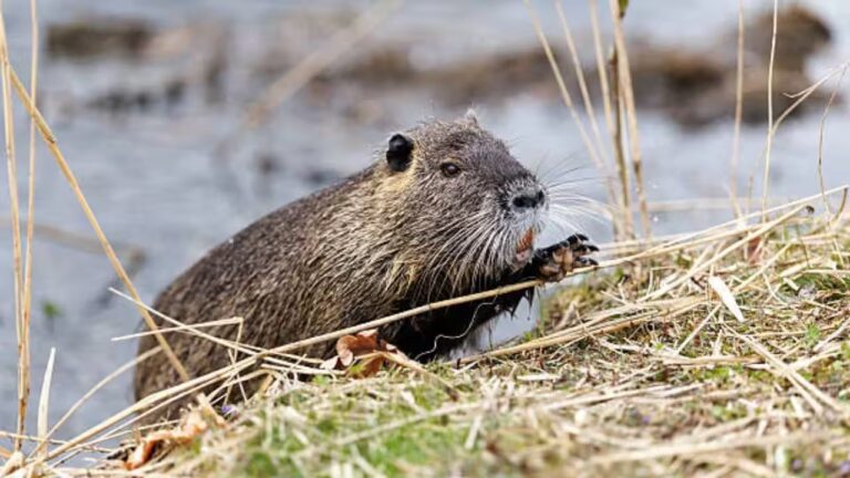 nutria-the-illegal-immigrantsbrbr.jpg