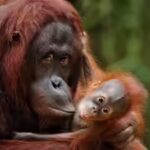 orangutan-mother-with-child.jpg