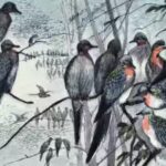 passenger-pigeon.jpg