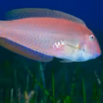 pearly-razorfish-begin-life-as-females-before-some-naturally-transition-into-males-national-geograph.avif