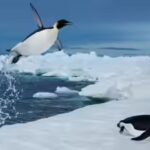 penguins-diving.jpg