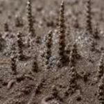 physicists-reveal-why-these-tiny-worms-stack-their-poop-into-delicate-towers-that-seem-to-defy-gravi.avif