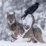 raven-and-wolf.jpg