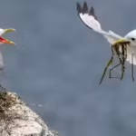 researchers-clipped-a-few-wing-and-tail-feathers-of-wild-alaskan-kittiwakes-ai-enhanced-image-credit.avif