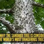 sandbox-tree.jpg