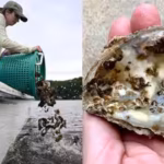 scientists-are-planting-30-million-oysters-in-the-chesapeake-bay-to-restore-water-quality-and-marine.avif