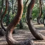 scientists-are-racing-to-solve-the-mystery-of-polands-90-year-old-crooked-forest-before-its-bizarre.avif