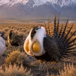 scientists-deploy-robot-birds-in-wyoming39s-grand-teton-national-park-to-lure-a-critically-declining.avif
