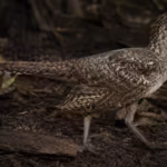scientists-discover-149-million-year-old-world39s-smallest-long-tailed-bird-fossil-revealing-how-mod.avif