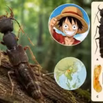 scientists-discover-a-new-beetle-genus-named-after-one-pieces-luffy-and-its-unusually-long-body-part.avif