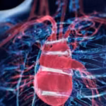 scientists-discover-a-surprising-brain-hidden-inside-the-heart-formed-by-neurons-it-controls-the-hea.avif