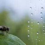 scientists-discover-humidity-may-help-control-insects39-biological-clocks-not-just-light-and-tempera.avif