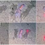 scientists-filmed-rare-arctic-squid-in-the-wild.jpg