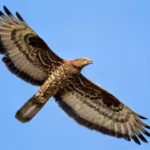 scientists-fitted-a-european-honey-buzzard-with-a-gps-tracker-the-bird-flew-for-42-days-covering-mor.avif