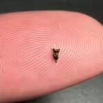 scientists-found-ancient-teeth-smaller-than-a-fingertip-they-are-rewriting-early-primate-history.jpg