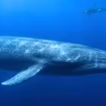 scientists-have-finally-explained-why-killer-whales-struggle-to-hear-blue-whales-and-the-answer-may.avif