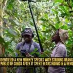 scientists-have-identified-a-new-monkey-species.jpg