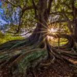 scientists-warmed-the-same-forest-soil-by-5c-for-37-years-in-the-fourth-decade-microbes-began-releas.avif