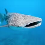 secret-lives-of-whale-sharks.jpg