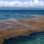 space-images-have-found-a-5000-mile-seaweed-belt-across-the-atlantic-scientists-say-it-can-clog-beac.avif