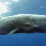 sperm-whales-communicate-by-making-clicks.jpg
