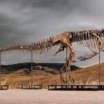 t-rex.jpg