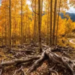 the-16000-year-old-pando-appears-to-be-a-forest-but-scientists-say-all-47000-trees-belong-to-a-singl.avif