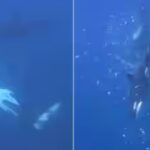 the-animals-worked-together-to-hold-and-ram-giant-sharp-tail-sunfish-picture-live-science.jpg