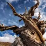 the-oldest-living-tree-on-earth-has-survived-longer-than-the-pyramids.jpg