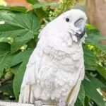 the-story-of-survival-of-virginia-cockatoo.jpg