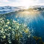 the-world39s-biggest-oxygen-producer-isn39t-the-amazon-it39s-the-ocean-filled-with-tiny-invisible-li.avif