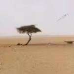 the-world39s-loneliest-tree-had-no-other-tree-within-400-km-across-the-sahara-desert-and-roots-over.avif
