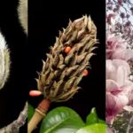 these-95-million-year-old-flowers-bloomed-before-bees-existed-and-still-attract-beetles.jpg