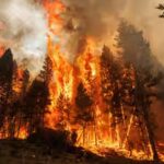 these-ancient-trees-need-fire-to-reproduce-but-modern-wildfires-are-now-killing-them-completely.jpg