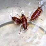 think-leftovers-attract-cockroaches.jpg
