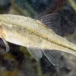 tiny-oregon-fish-nearly-disappeared-after-habitat-loss-then-conservation-efforts-restored-its-wetlan.avif