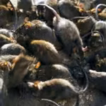 tiny-reef-fish-flourished-beside-islands-filled-with-seabirds-where-rats-removed-the-birds-the-entir.avif