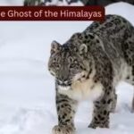 tracking-the-ghost-of-the-himalayas.jpg