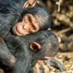 two-juvenile-male-chimpanzees-hugging-each-other.jpg
