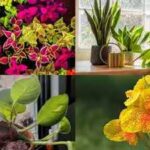 want-a-lush-garden-this-monsoon.jpg