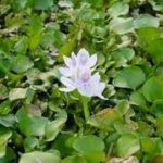 water-hyacinth.jpg