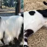 when-surprised-a-myotonic-goats-muscles-briefly-stiffen-sometimes-making-it-fall-over.jpg