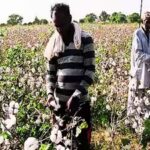 why-cotton-is-india39s-quotwhite-goldquot.jpg