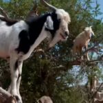 why-do-goats-climb-trees-in-morocco-the-surprising-science-behind-their-forest-saving-habit.jpg