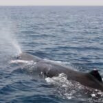 why-do-sperm-whale-release-gas-bubbles-while-sleeping-vertically.jpg